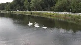 Mute Swan Family of 6 at Wilcox Lake - Plymouth - Michigan - Rouge River