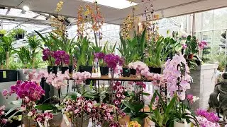花圃进了一些新兰花 Woodhill Garden Center