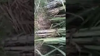 Modicare Agriculture Product Active 80, Activemax And Activezyme Result On Sugarcane