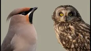 Свиристели и болотные совы!
