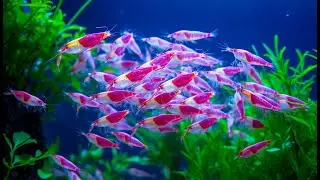 10 Fun Facts About Amano Shrimp You Didn't Know!