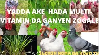 YADDA AKE HADAWA KAJI ORGANIC MULTI-VITAMIN DA GANYEN ZOGALE  #moringa #farming#hausa