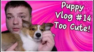 Cute Puppy is Cute! - PuppyVlog #14 - MumblesVideos (Puppy Adventures)