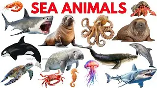 Морские животные для детей 🐬 | STEM-образование и морская лексика для дошкольников