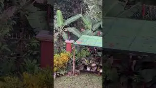 Curious Ginger Cat Exploring the Garden | Relaxing Cat Moment 🐈🌿