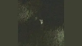 Fawn