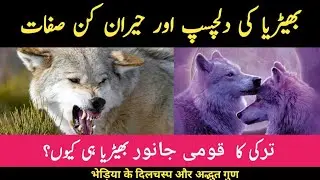 Wolf intersting Habits | Turkey National Animal | Urdu/Hindi Documentary