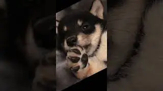 Напишите, как назвать красавчика сиба ину? Write down what to call the handsome Shiba inu?