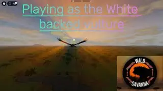 Playing as the White backed vulture