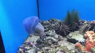Blue Blubber Jellyfish