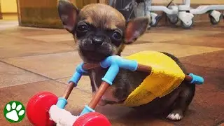 Bullied two-legged chihuahua puppy gets the best forever home