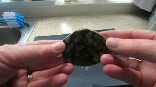 fossil polishing - Fossils