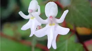 Top 10 Most Beautiful Flowers In The World 2021