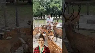 Satisfying | Asiknya Feeding Deer Nara Rusa #travel #animal