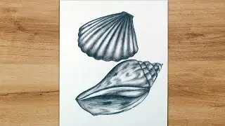 How to Draw Seashells Step by Step for Beginners | Realistic Pencil Drawing