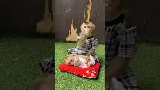 Marry like sit care baby #trending #monkey #pets #cute #animals #short #love #video #youtube #fyp