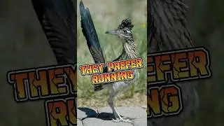 Roadrunner | They Prefer Running to Flying #animalenigmas