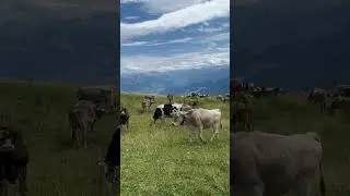 The song of cows grazing 🥰Rigi Kulm  in Switzerland 🇨🇭