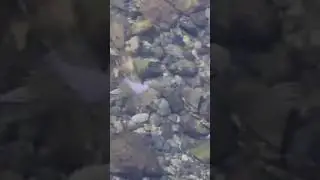 amazing bird diving in stream for food #shorts