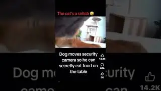Cats a snitch