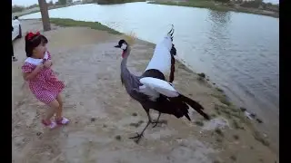 grey crowned crane playing with us 😃 #birds #alqudralake