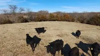 cow drone footage
