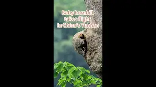 Baby hornbill takes flight in China's Yunnan