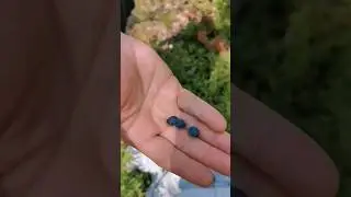 Wild haskap berries, blueberries and russula mushrooms!