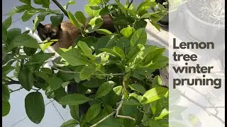 Lemon Tree Pruning and Preparing for Winter | From the balcony at home