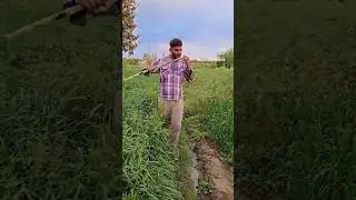 Desisimplelife#shortsfeed #farming #zimidar #una #food