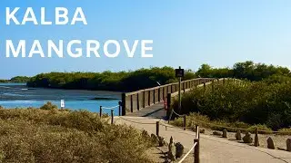 Khor Kalba Mangrove Centre | Al Hefaiyah Conservation Centre | Kalba #kalba #mangrove #animals 