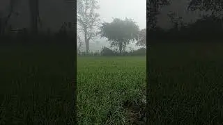 #farming #villagelife #villagevlog farmers and gehu#nature #farming #song