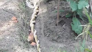 SNAKE SEX MEET(কাল  কেউটে)