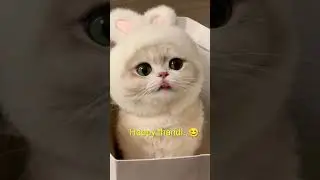 Happy thandi❌ aesthetic #shortvideo #viralvideo #popular #sadquotes #cat