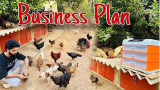 Business Plan 😍 ! Desi Poultry Farming in Tunnel ! Desi murgi farm ! Poultry Farmer 