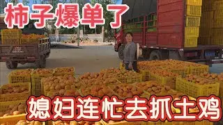 小放家柿子爆单了，媳妇请2个工人摘果，摘果时发生了什么？媳妇连忙回家抓土鸡