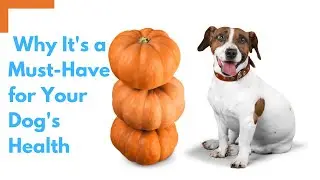 Pumpkin Power: How This Superfood Benefits Your Dog