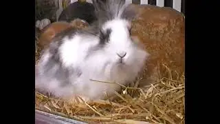 Zwergkaninchen L&ouml;wchen 30.01.2003 bis 21.04.2003
