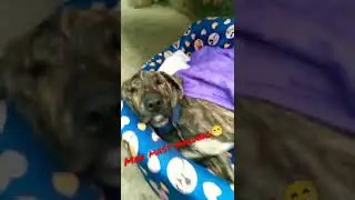 man mast malang dog | funny dog video sleeping dog with showing teeth #dog #trending #shorts #bully