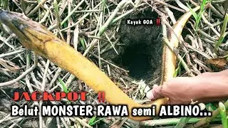 YANG DI NANTI‼️ RAWA-RAWA SURUT PASTI PANEN BELUT SUPER 