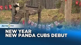 New Year Brings New Faces as Panda Cubs Shed Gray Fur