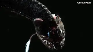 DESCUBREN DRAGONES NEGROS CAPACES de DESAPARECER en el MAR de CALIFORNIA