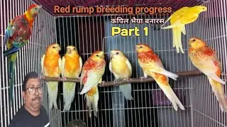 Red rump breeding progress kapil bird setup Banaras
