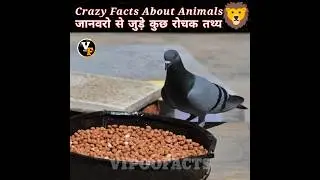 Crazy Facts About Animals 😱 || Vipoo Facts #shorts @MRINDIANHACKER @CrazyXYZ