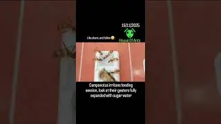 15/11/2025 Camponotus Irritans ant colony feeding time. #singapore #nature #pets #insect #ant