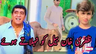 Zafri Khan bail ko nehlaaty hue || zainu Khan || funny velog 