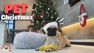 Pug Puding opens a Christmas Gift