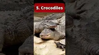 🔥Top 10 most deadliest animals in the world!💀