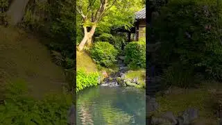 ⛩️ Japanese Zen Garden Water Sound Short | Quick Focus & Calm #asmr