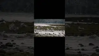 Sitka Alaska Bird Count Bathing. #alaskacity #wildlife #alaskatown